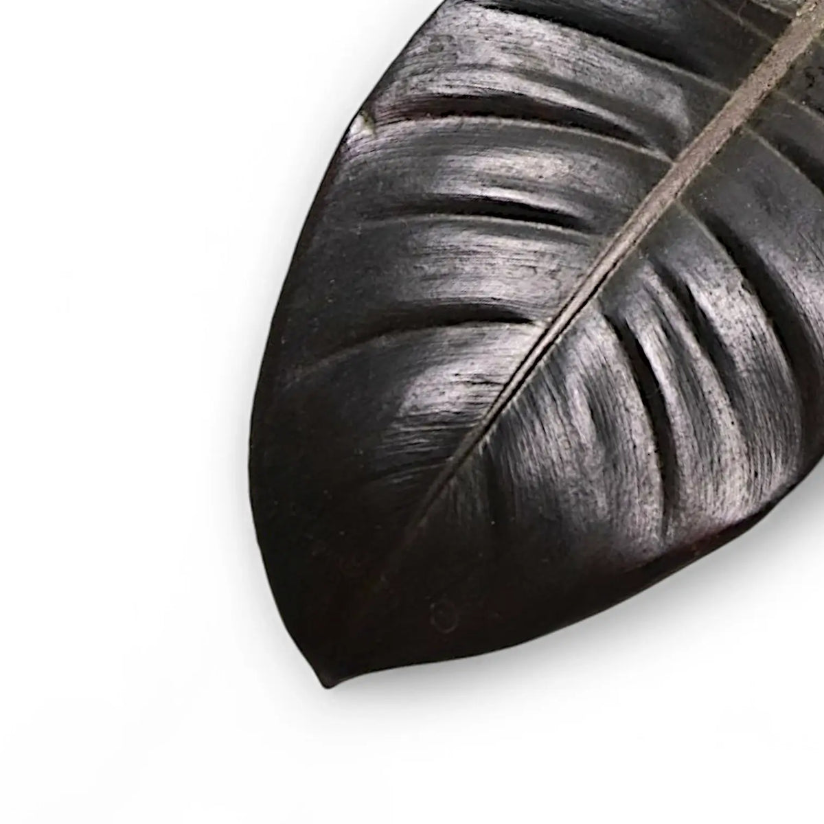 Philodendron 'Black Cardinal' potted plant in nursery pot on white background.
