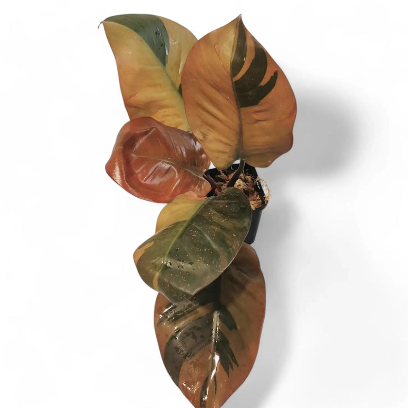 Philodendron 'Black Cardinal' variegata potted plant in nursery pot on white background.