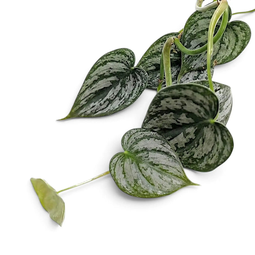 Leaf detail of Philodendron brandtianum with overlapping green leaves and broad silver markings
