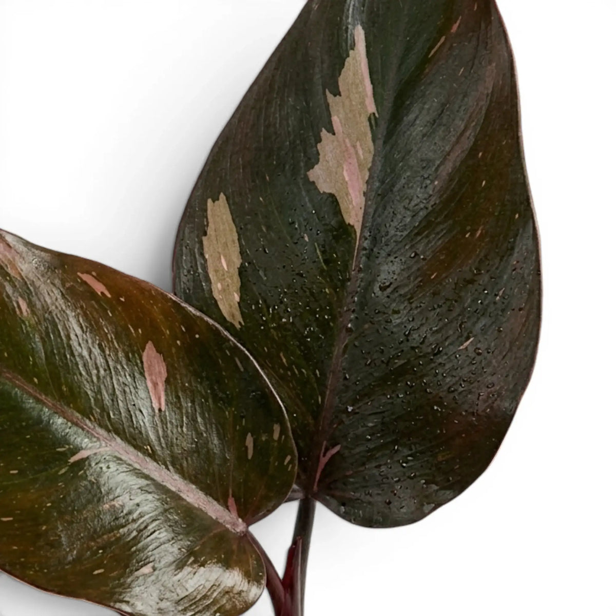 Close-up of Philodendron 'Burgundy Princess' leaves.