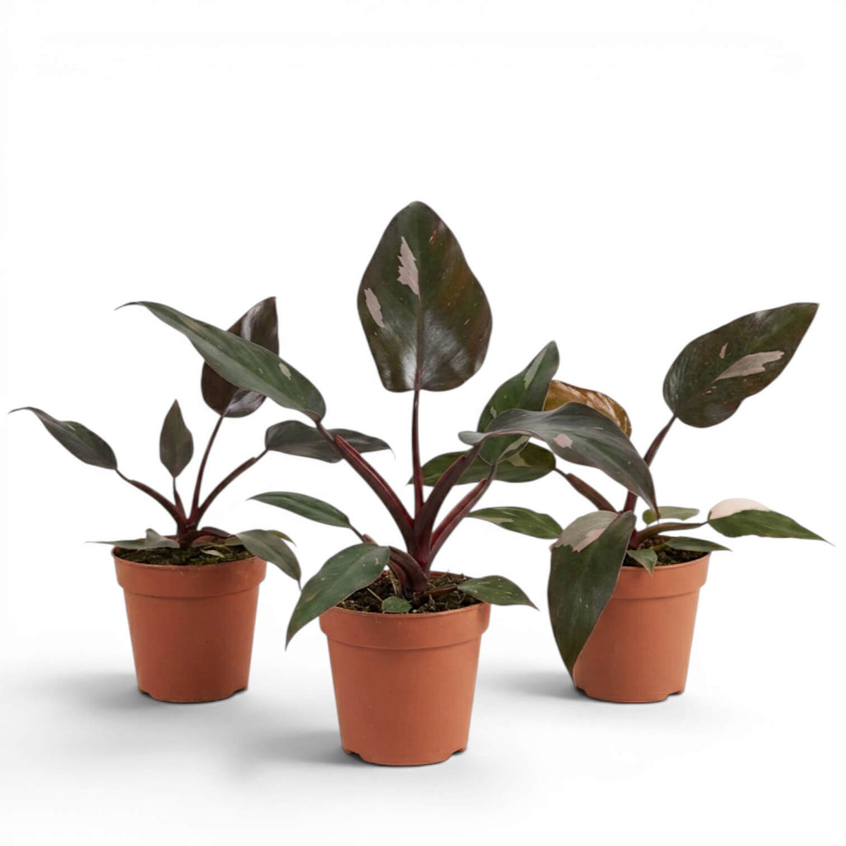 Philodendron 'Burgundy Princess' plant in a nursery pot.