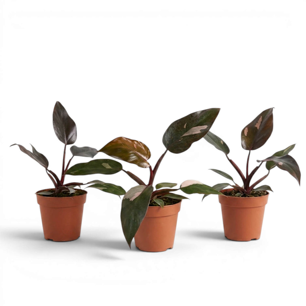 Philodendron 'Burgundy Princess' plant in a nursery pot.