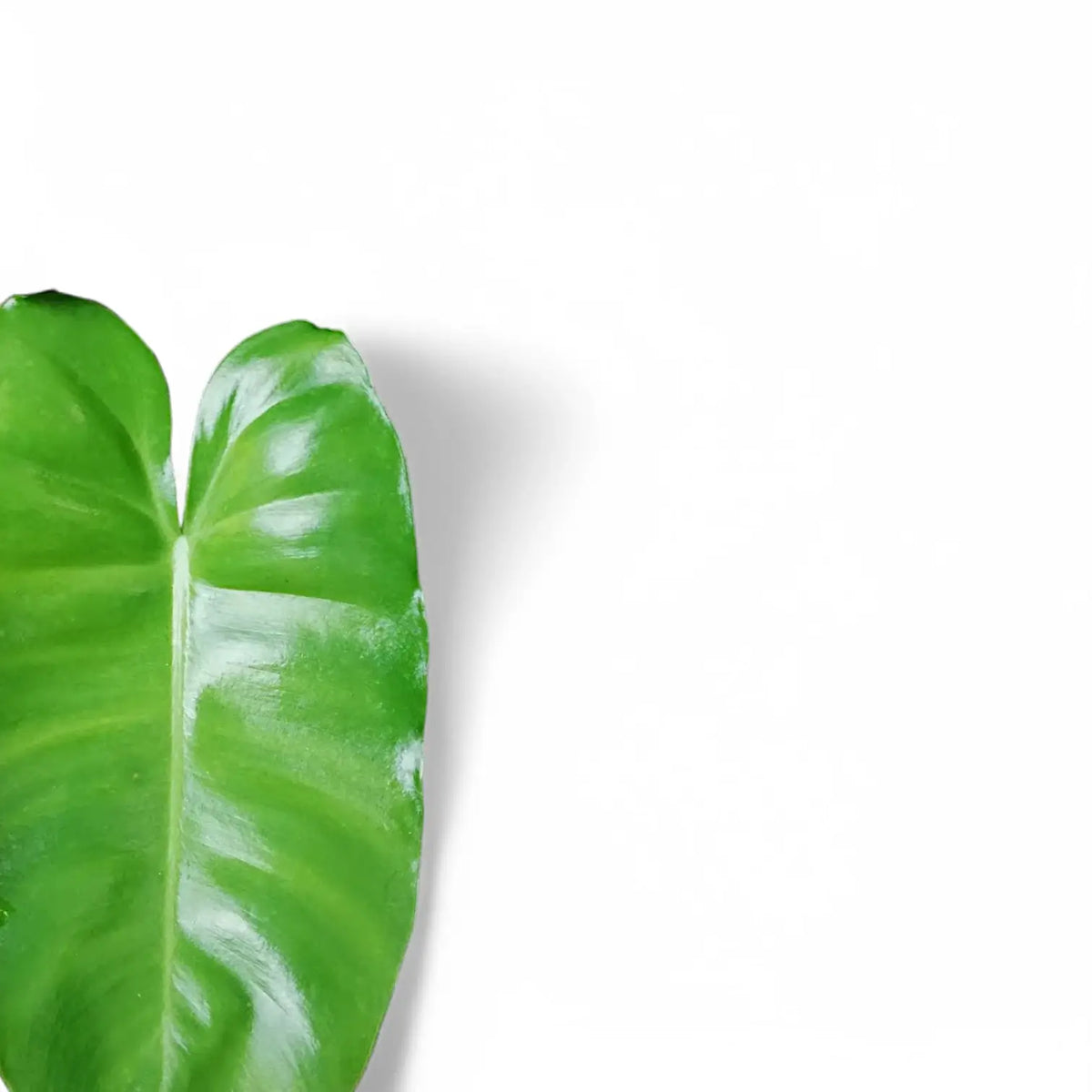 Philodendron 'Burle Marx' Zimmerpflanze im Anzuchttopf vor weißem Hintergrund, Produktfoto 6.