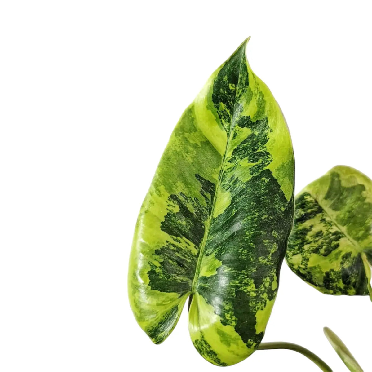Philodendron 'Burle Marx' variegata close-up of leaf on white background.