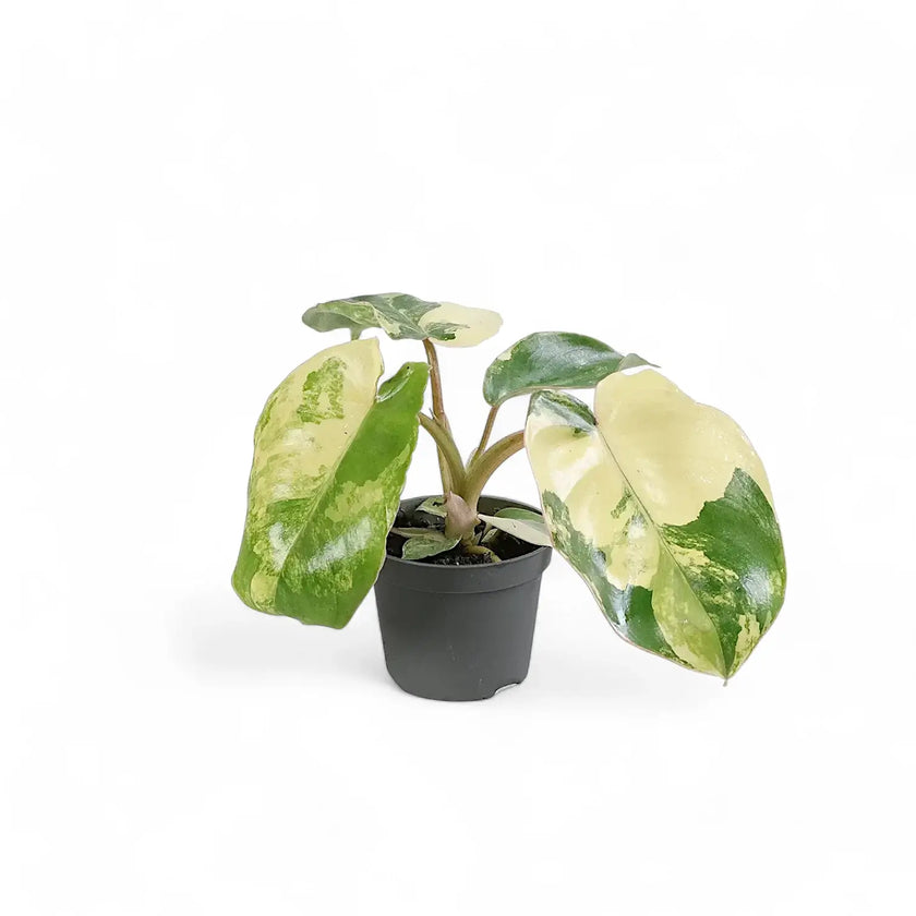Philodendron 'Burle Marx' variegata potted plant in nursery pot on white background.