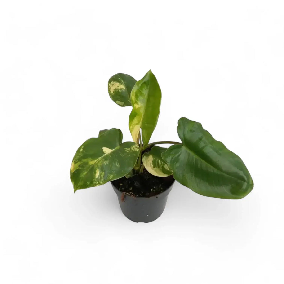 Philodendron 'Burle Marx' variegata potted plant in nursery pot on white background.