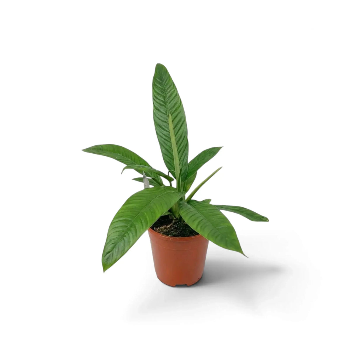 Medium Philodendron campii ‘Lynette’ forming a compact rosette of narrow pleated green leaves.