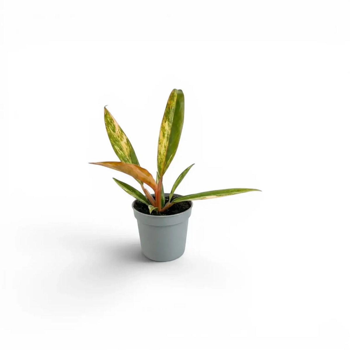 Philodendron 'Caramel Marble' als Baby-Pflanze im Kulturtopf.