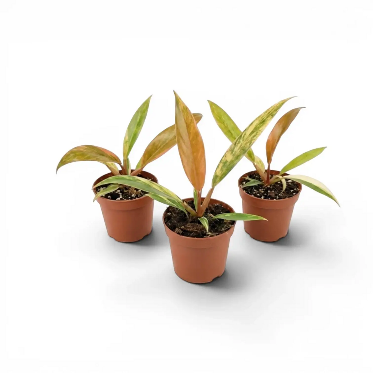 Drei Baby-Pflanzen von Philodendron 'Caramel Marble' in Kulturtöpfen.