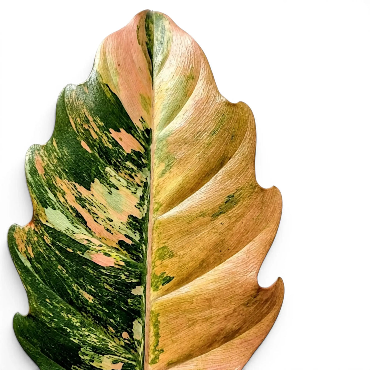 Blätter von Philodendron 'Caramel Marble' in Nahaufnahme.