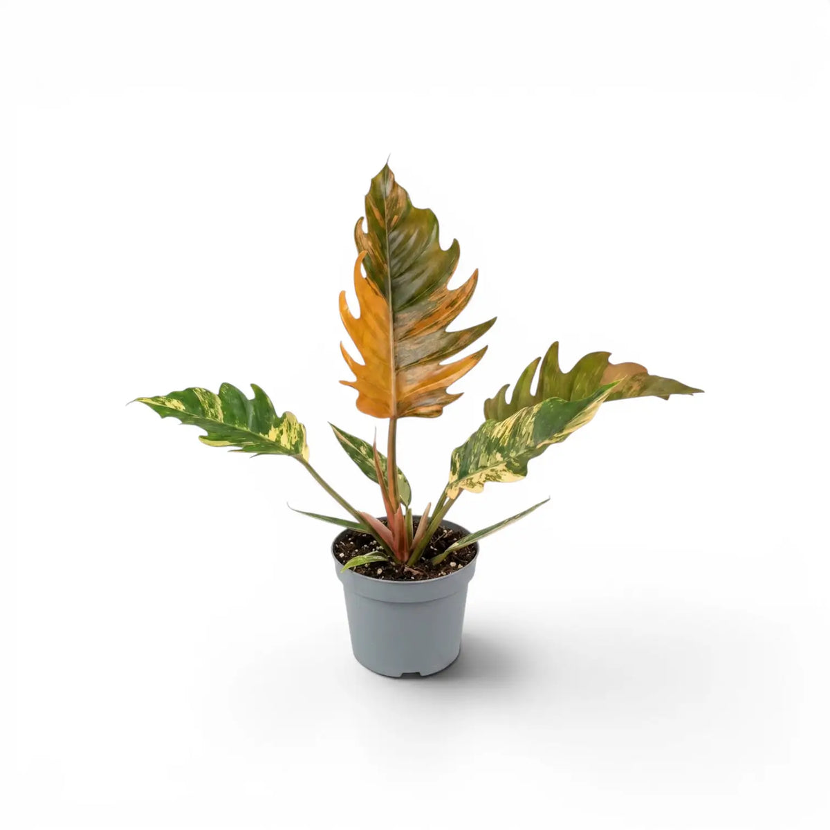 Philodendron 'Caramel Marble' im Kulturtopf.
