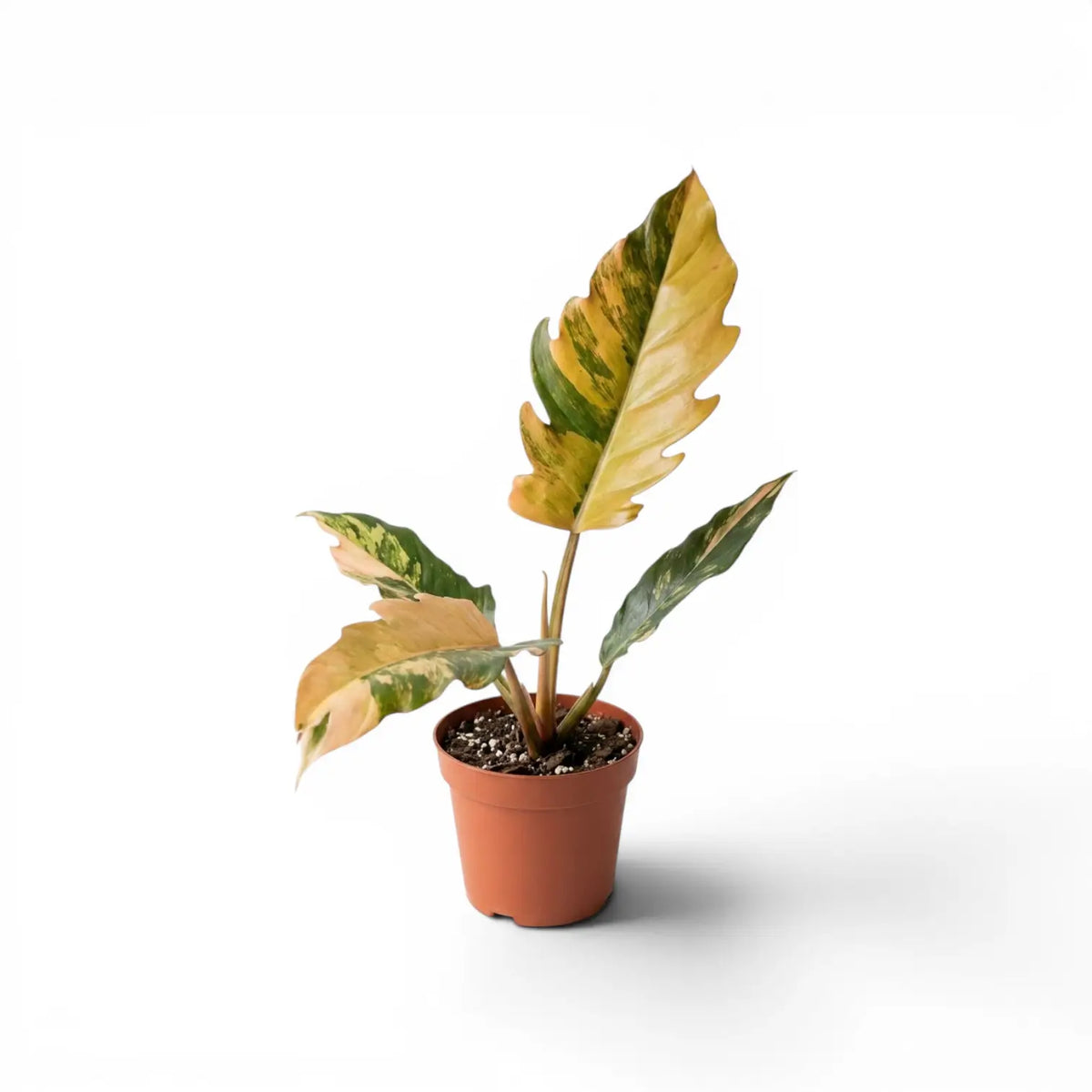 Philodendron 'Caramel Marble' im Kulturtopf.