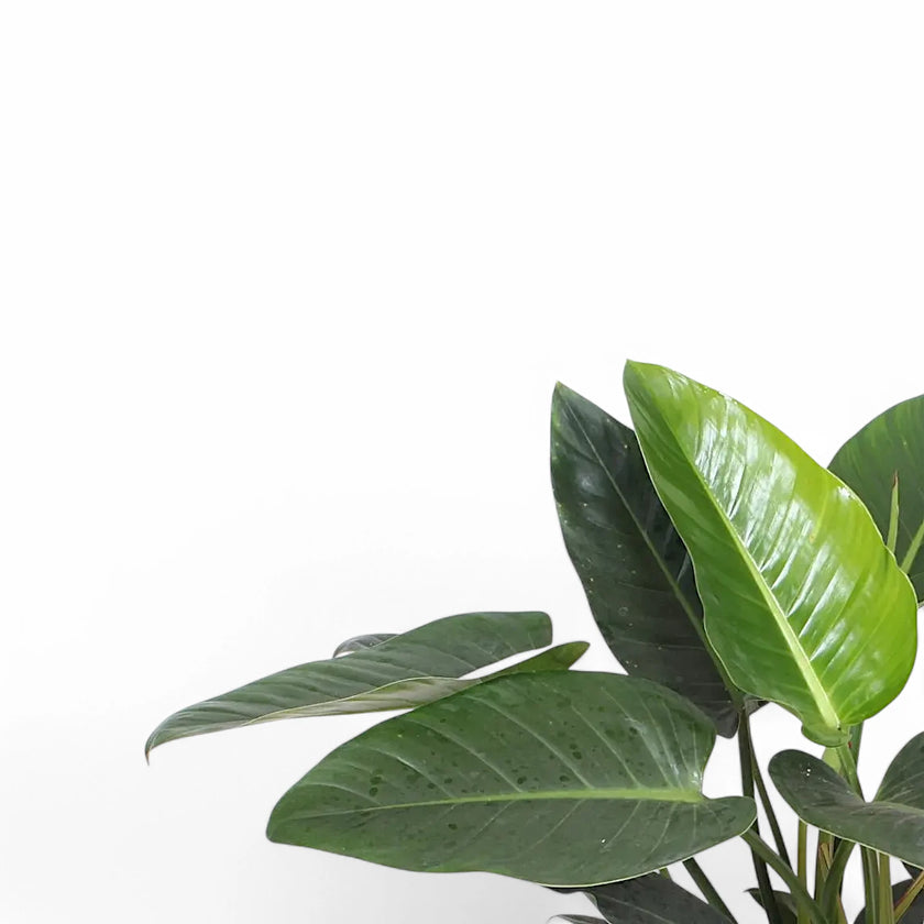 Philodendron 'Congo Green' close-up of leaf on white background.