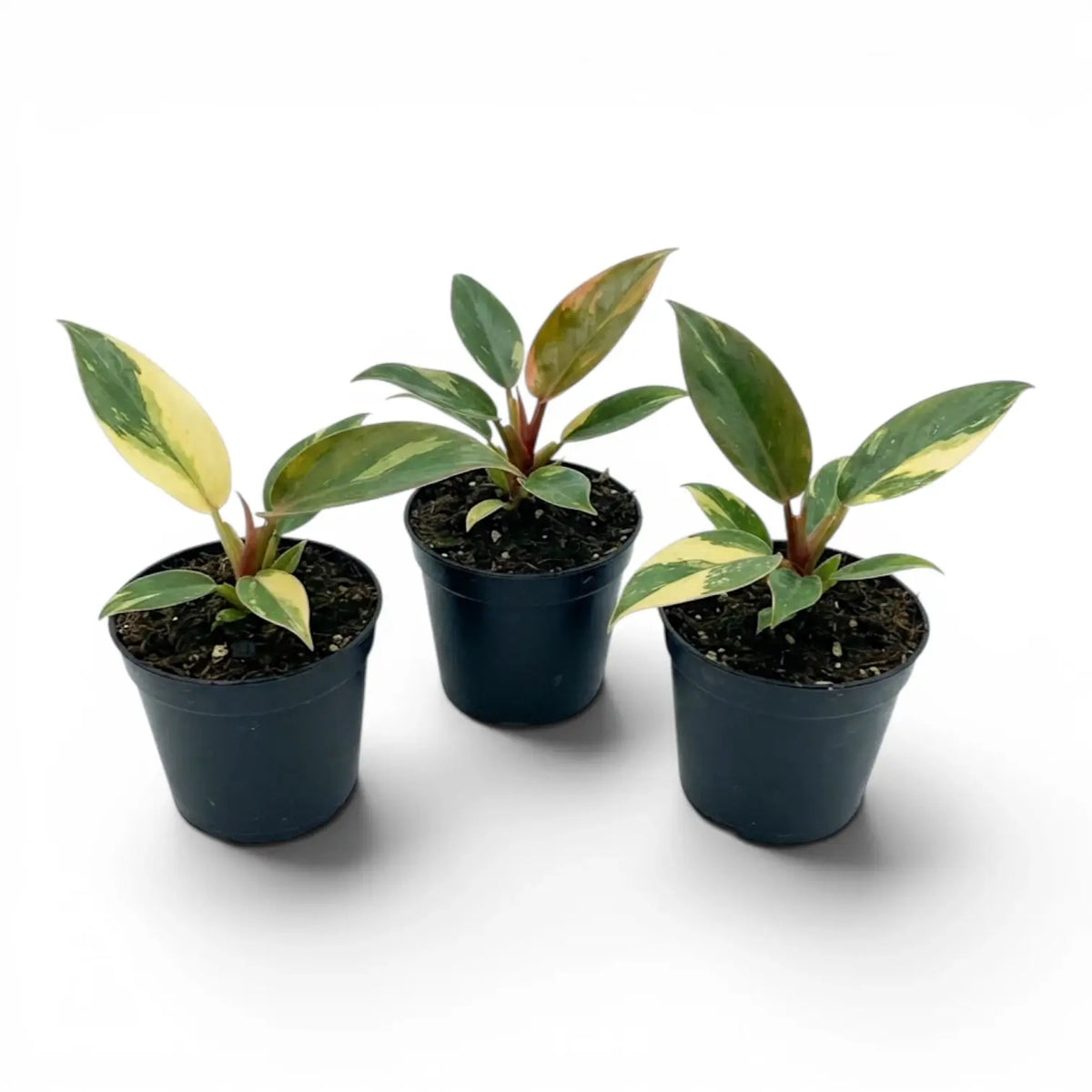 Group of three variegated Philodendron ‘Rojo Congo’ Variegata baby plants in black nursery pots.