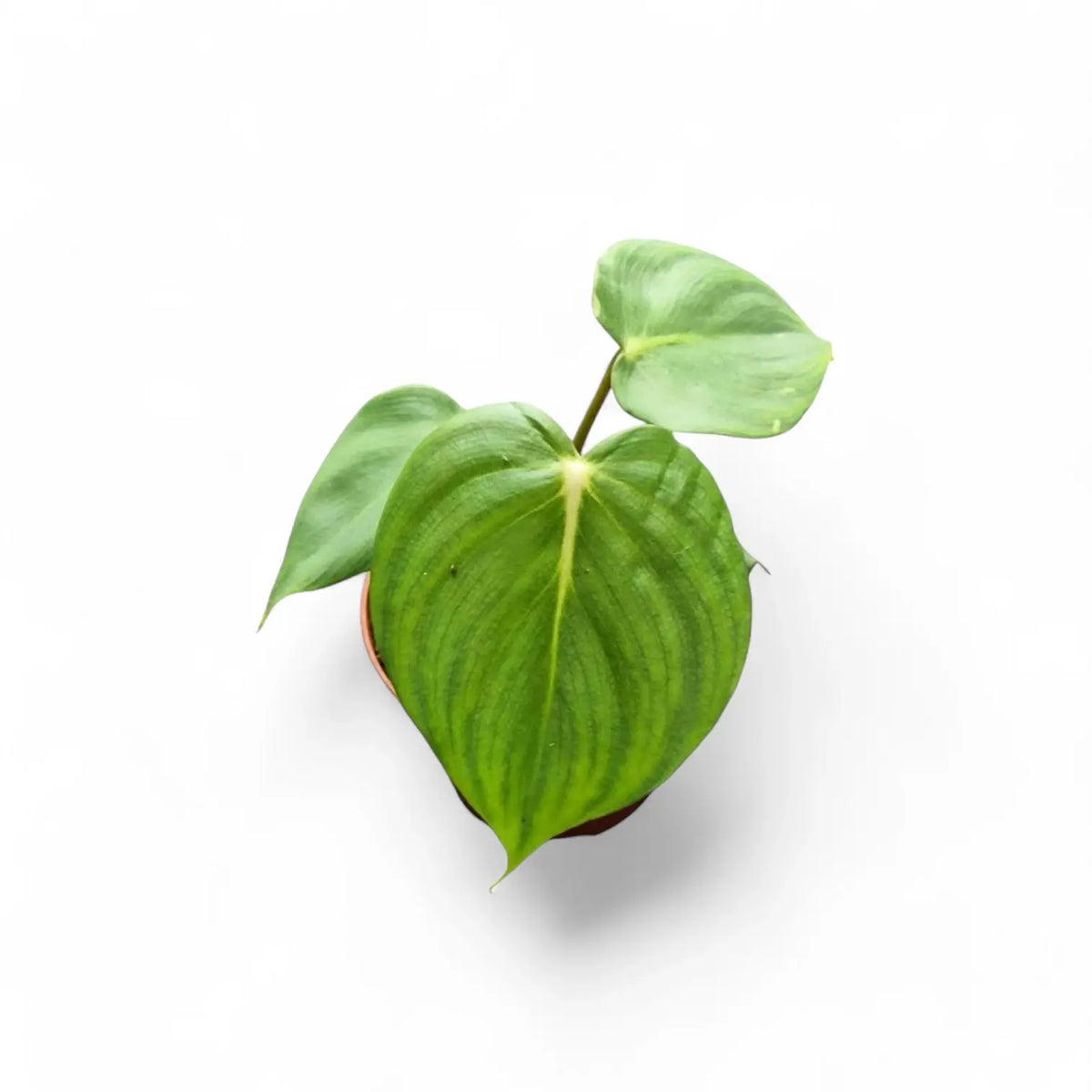Philodendron 'Dean McDowell' (gloriosum x pastazanum) potted plant in nursery pot on white background.