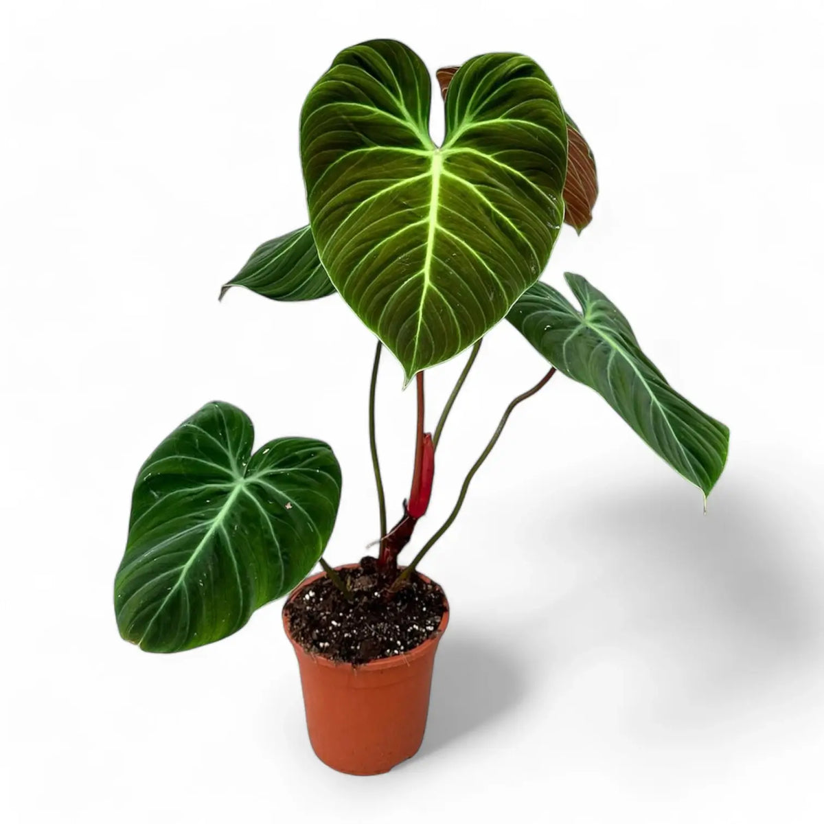 Philodendron 'El Choco red' (Philodendron rubrijuvenile) potted plant in nursery pot on white background.