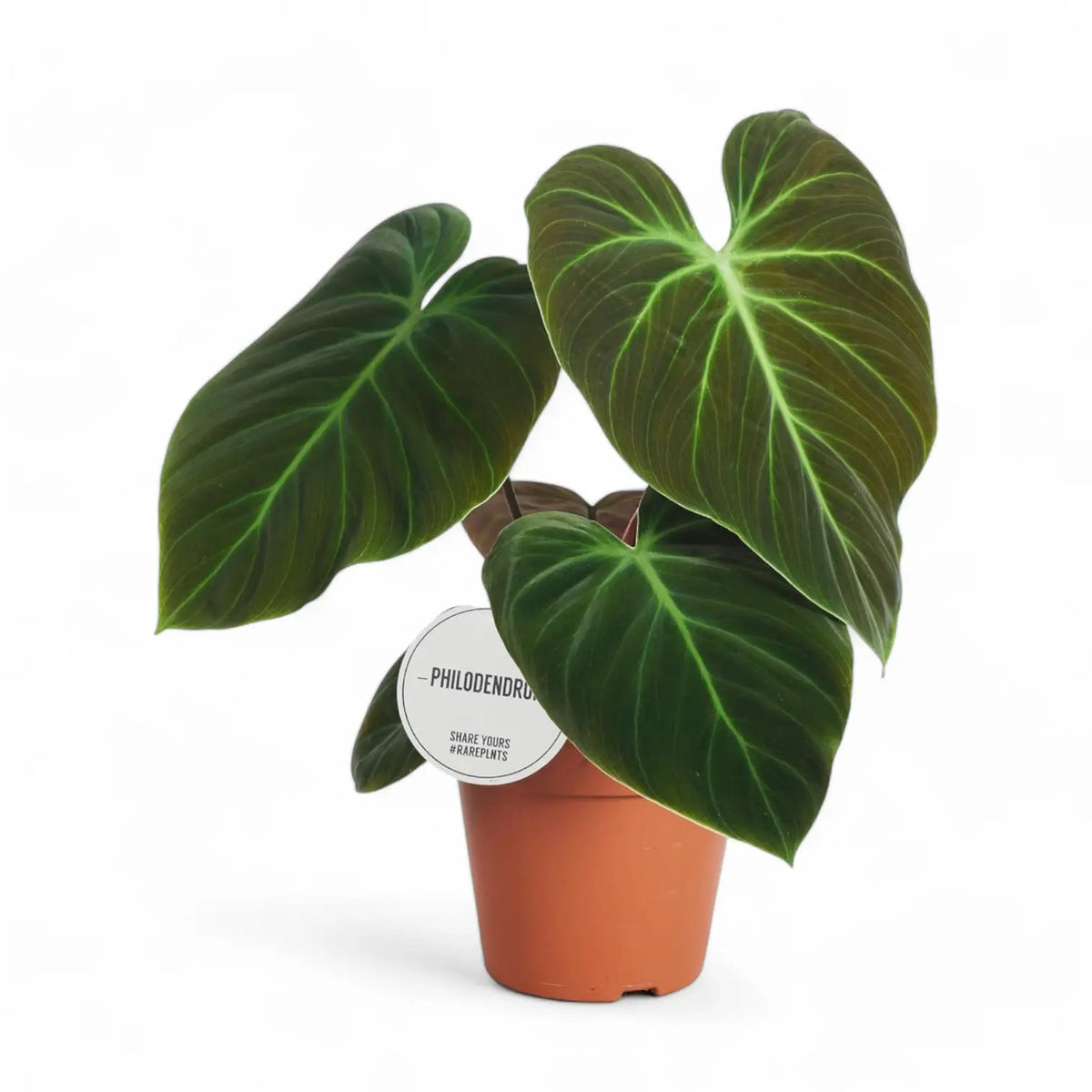 Philodendron 'El Choco red' (Philodendron rubrijuvenile) potted plant in nursery pot on white background.