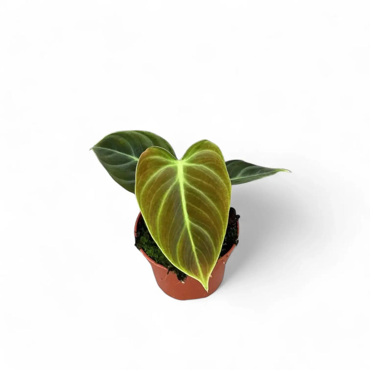 Philodendron 'El Choco red' (Philodendron rubrijuvenile) potted plant in nursery pot on white background.