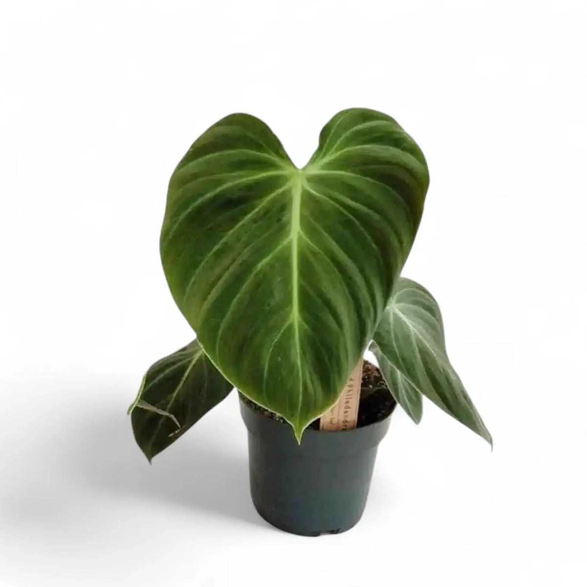 Philodendron 'El Choco red' (Philodendron rubrijuvenile) potted plant in nursery pot on white background.