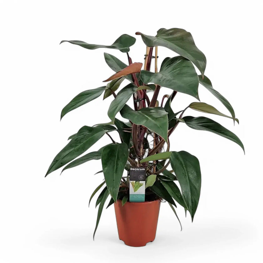 Philodendron erubescens 'New Red' Zimmerpflanze im Anzuchttopf vor weißem Hintergrund, Produktfoto 2.