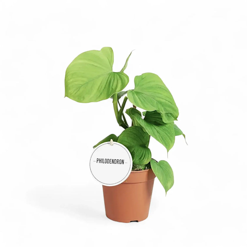 Philodendron fibraecataphyllum potted plant in nursery pot on white background.