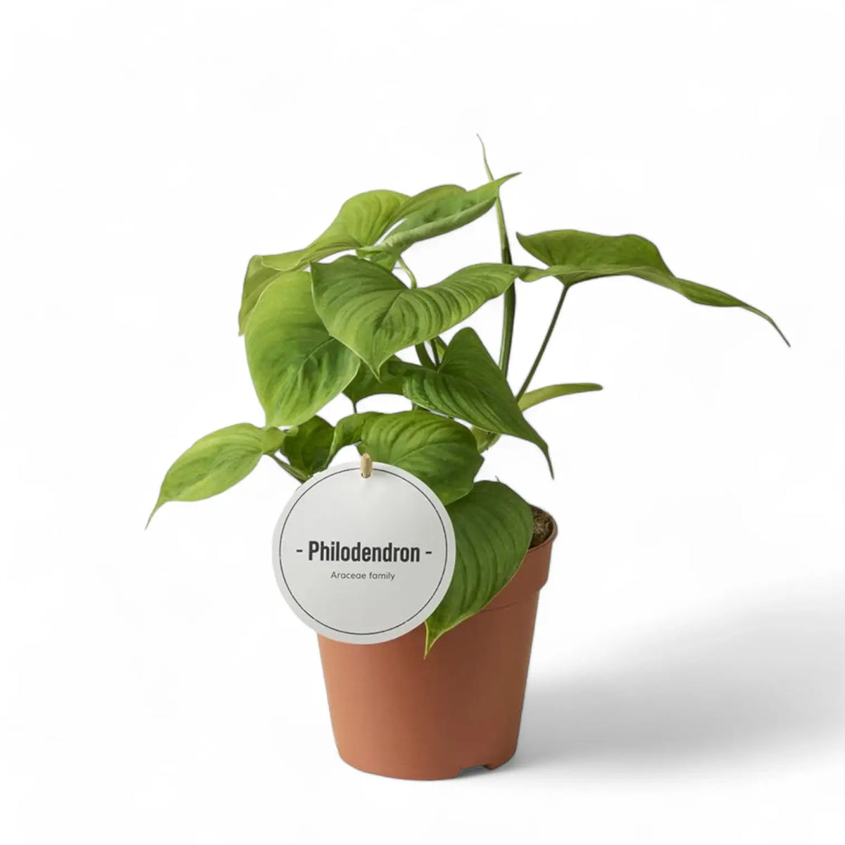 Philodendron fibraecataphyllum potted plant in nursery pot on white background.