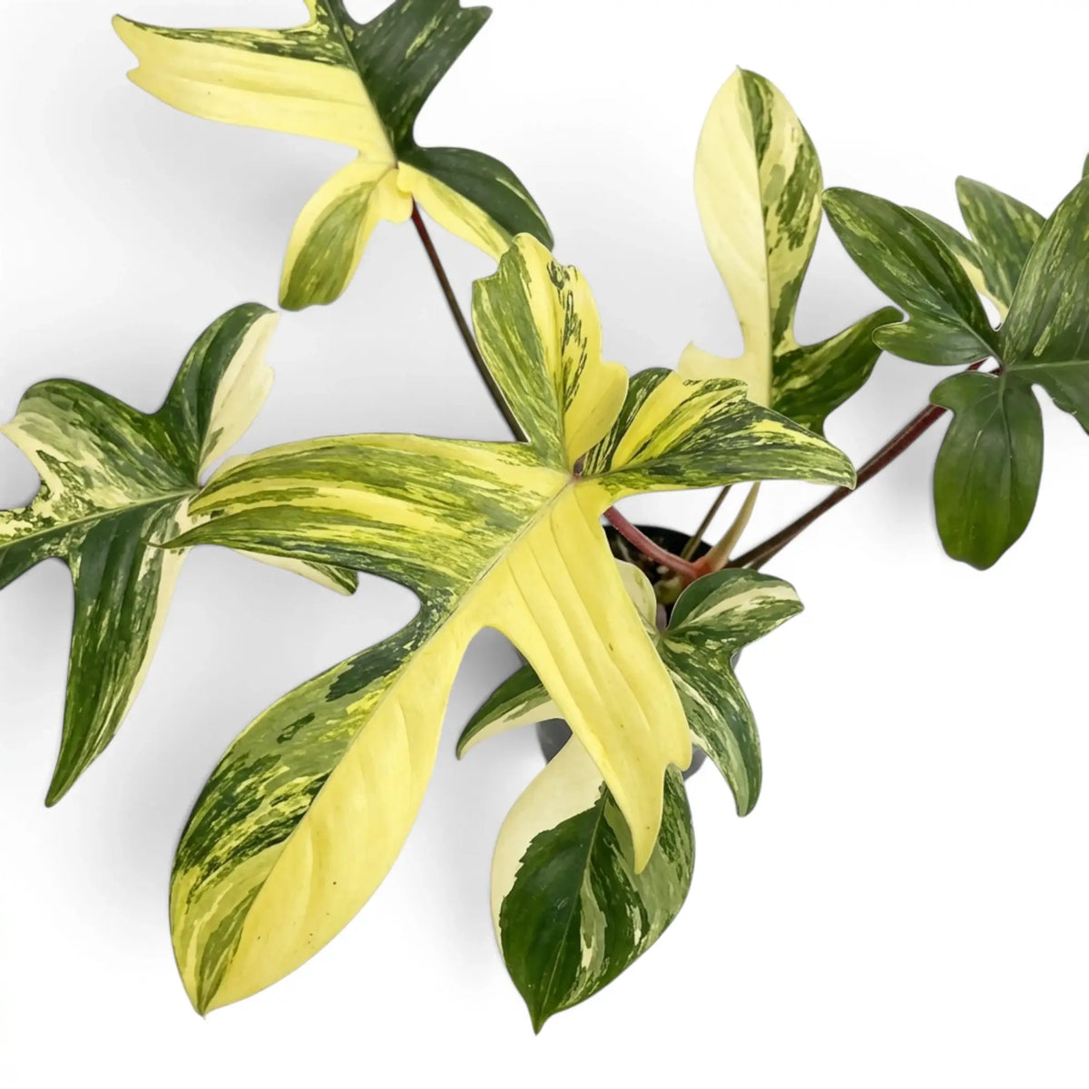 Close-up of Philodendron 'Florida Beauty' leaves.