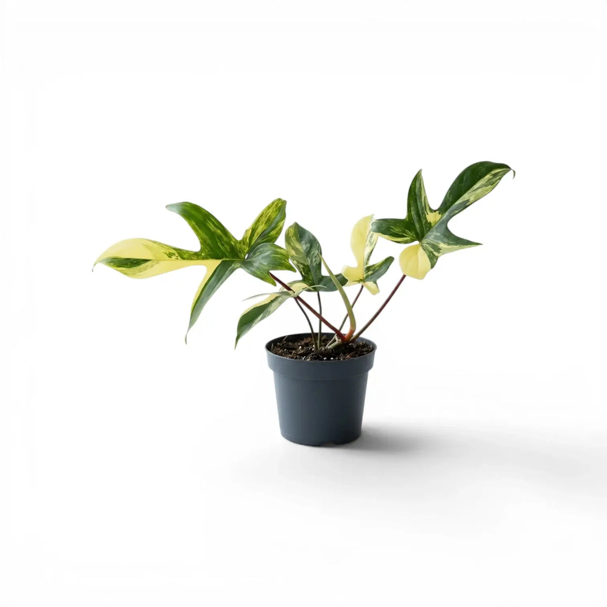 Philodendron 'Florida Beauty' plant in a nursery pot.