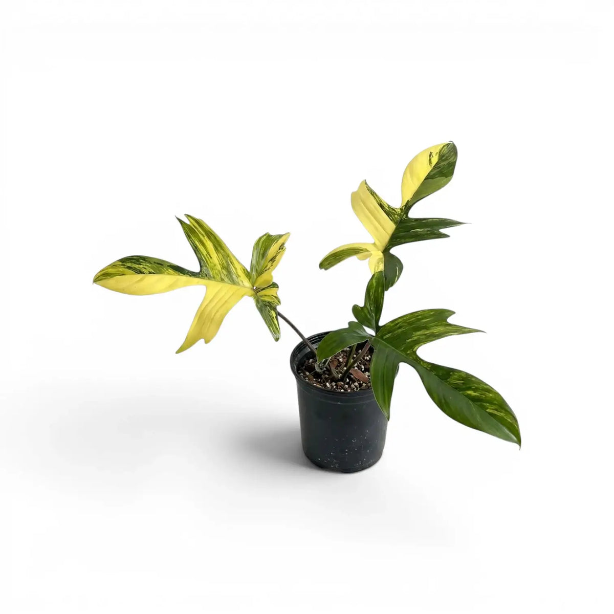 Philodendron 'Florida Beauty' plant in a nursery pot.