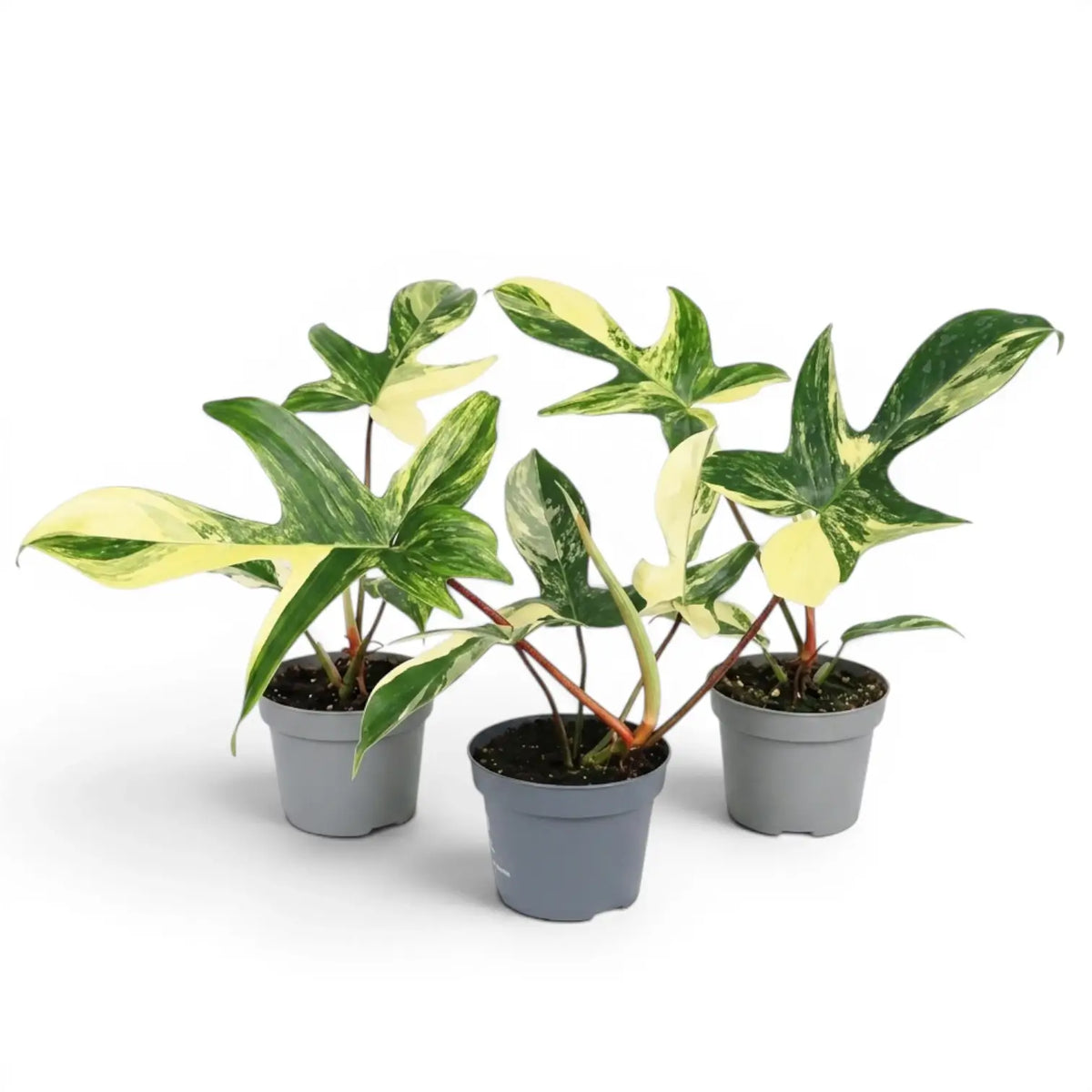 Philodendron 'Florida Beauty' plant in a nursery pot.