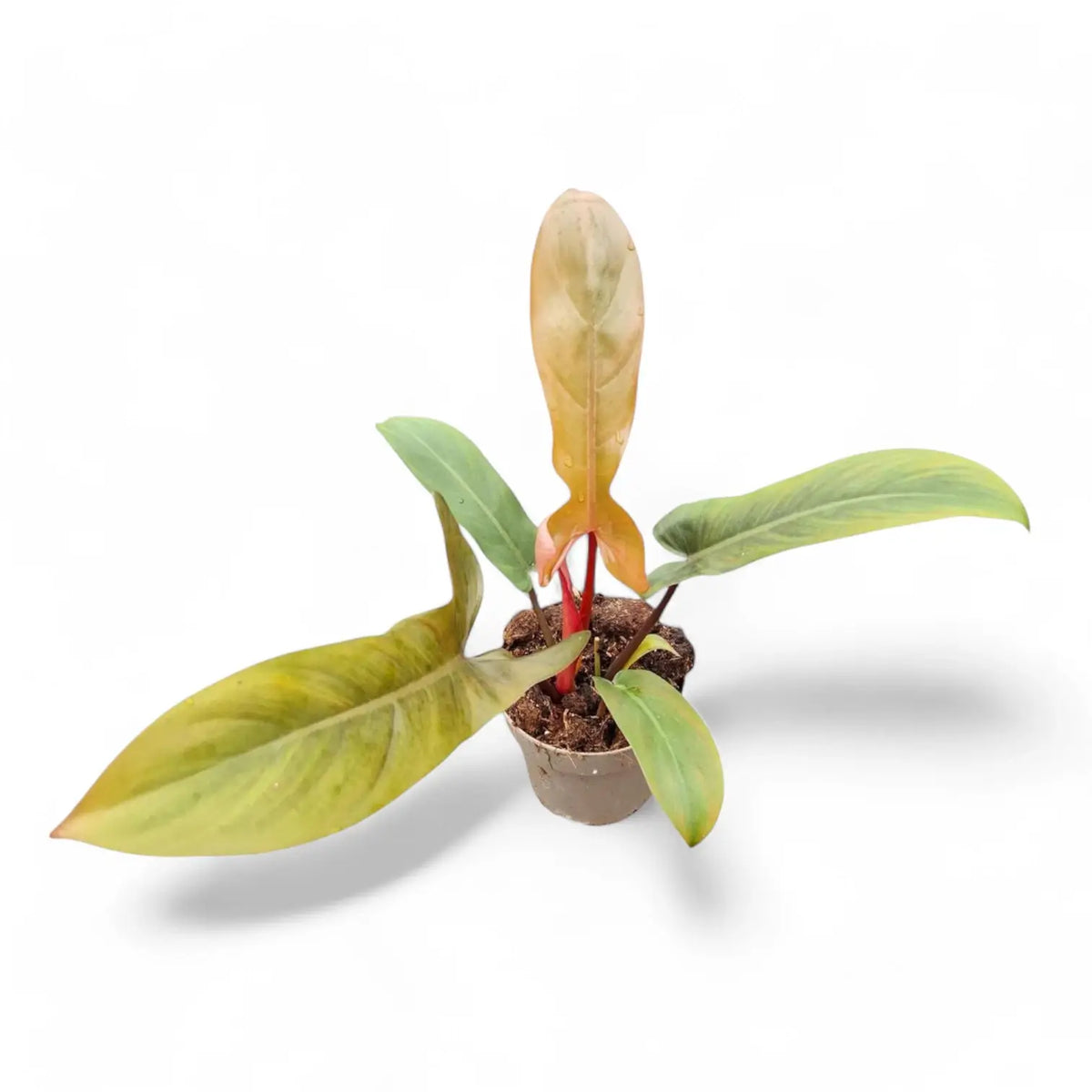Philodendron 'Florida bronze' potted plant in nursery pot on white background.