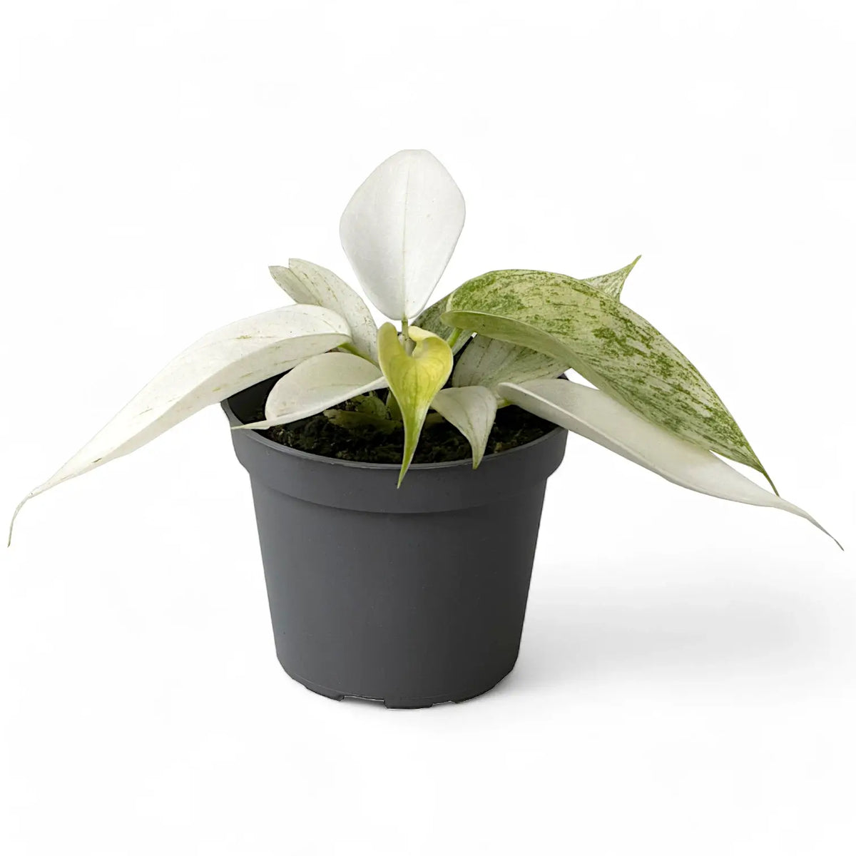 Philodendron 'Florida Ghost' – Zimmerpflanze im Kulturtopf auf weißem Hintergrund, Produktfoto 6.