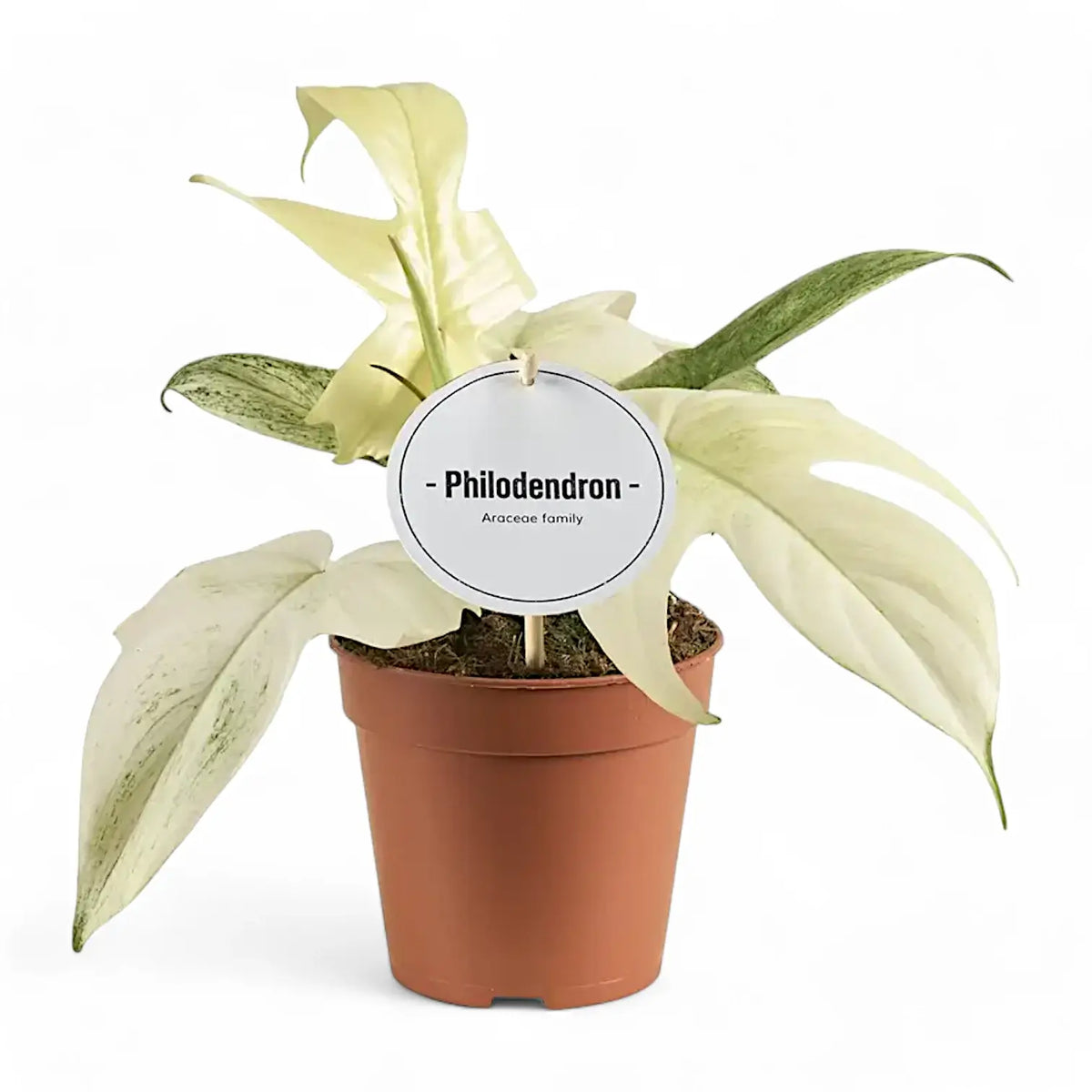 Philodendron 'Florida Ghost' – Zimmerpflanze im Kulturtopf auf weißem Hintergrund, Produktfoto 9.
