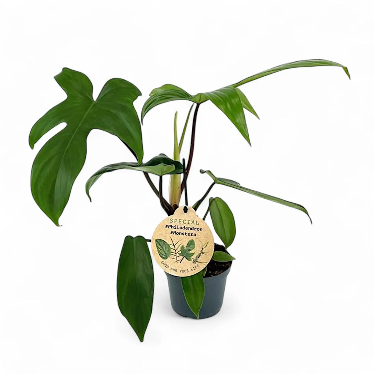 Philodendron 'Florida Green' – Zimmerpflanze im Kulturtopf auf weißem Hintergrund, Produktfoto 4.