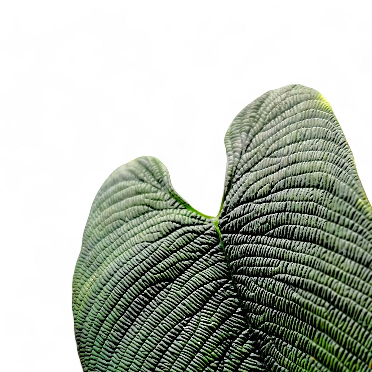 Philodendron furcatum potted plant in nursery pot on white background.