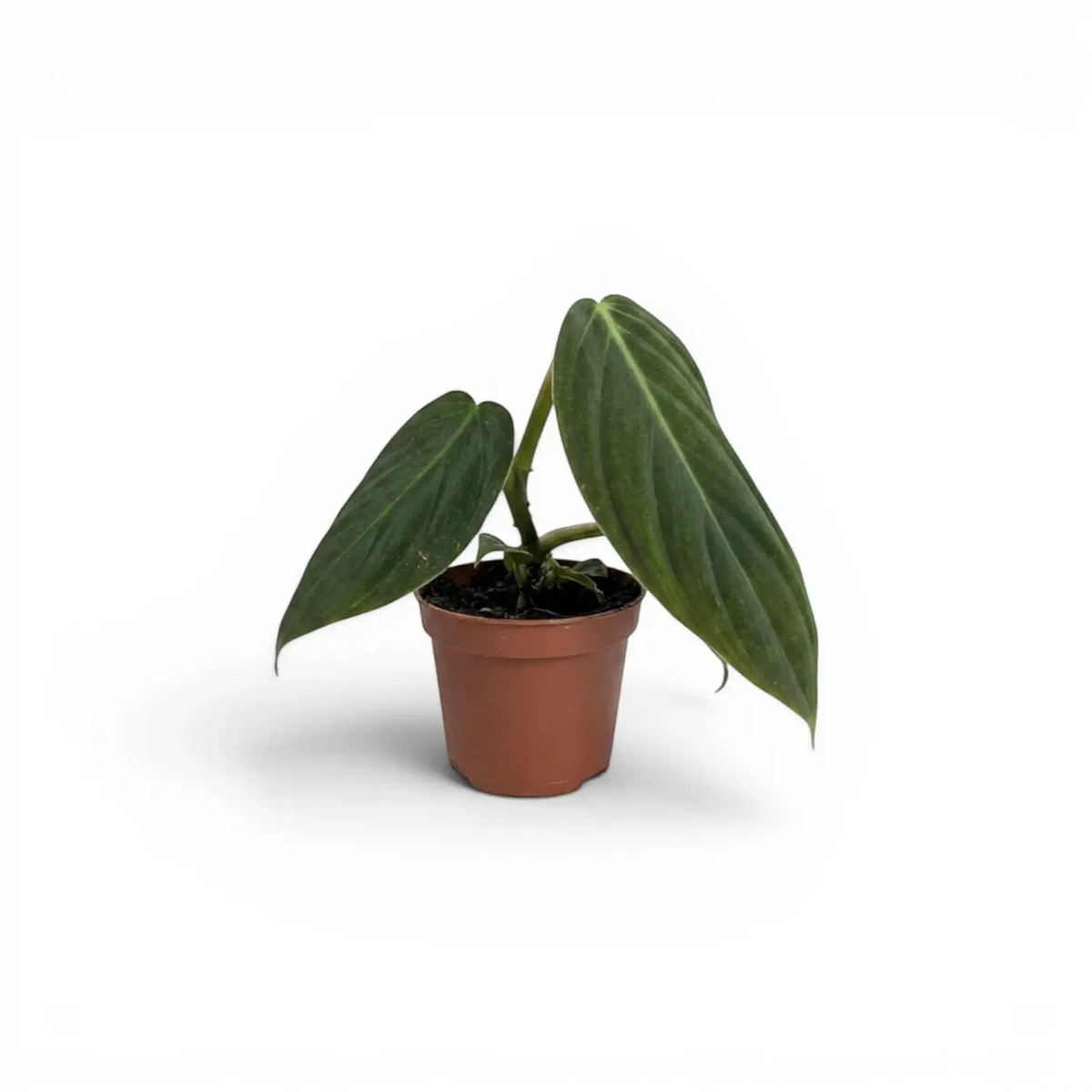 Philodendron gigas baby plant in a nursery pot.