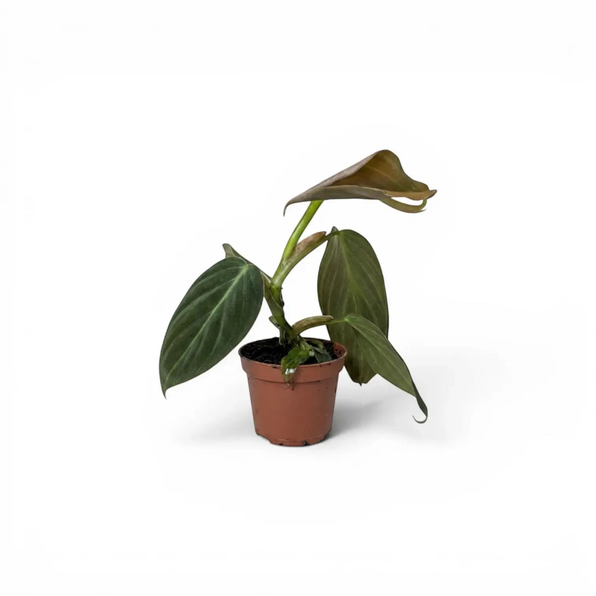 Philodendron gigas baby plant in a nursery pot.