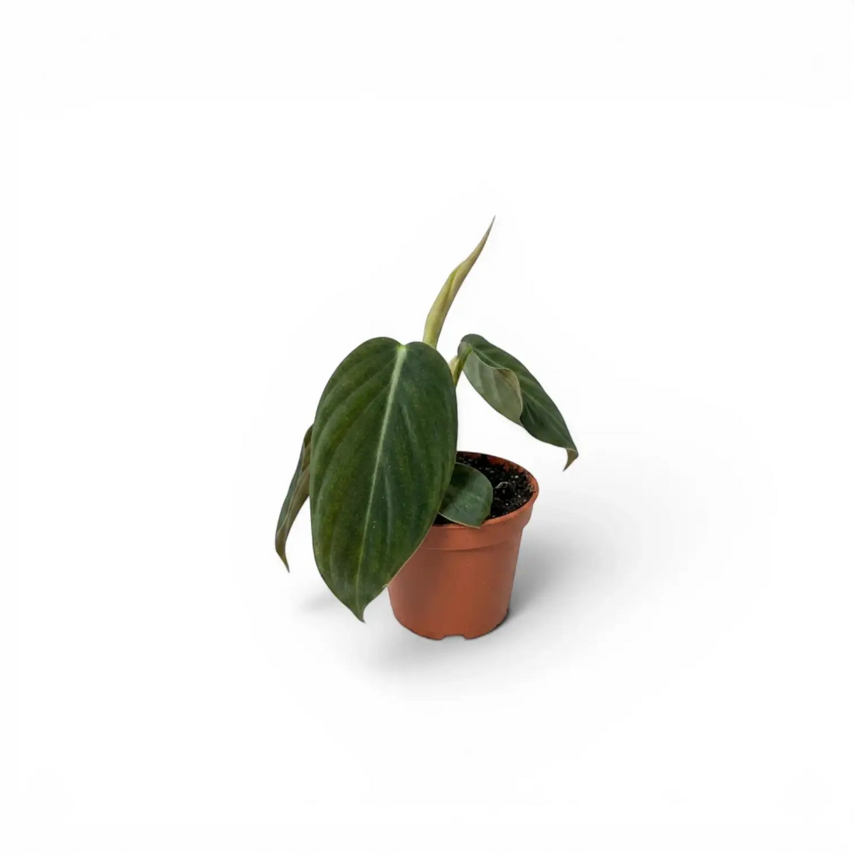 Philodendron gigas baby plant in a nursery pot.