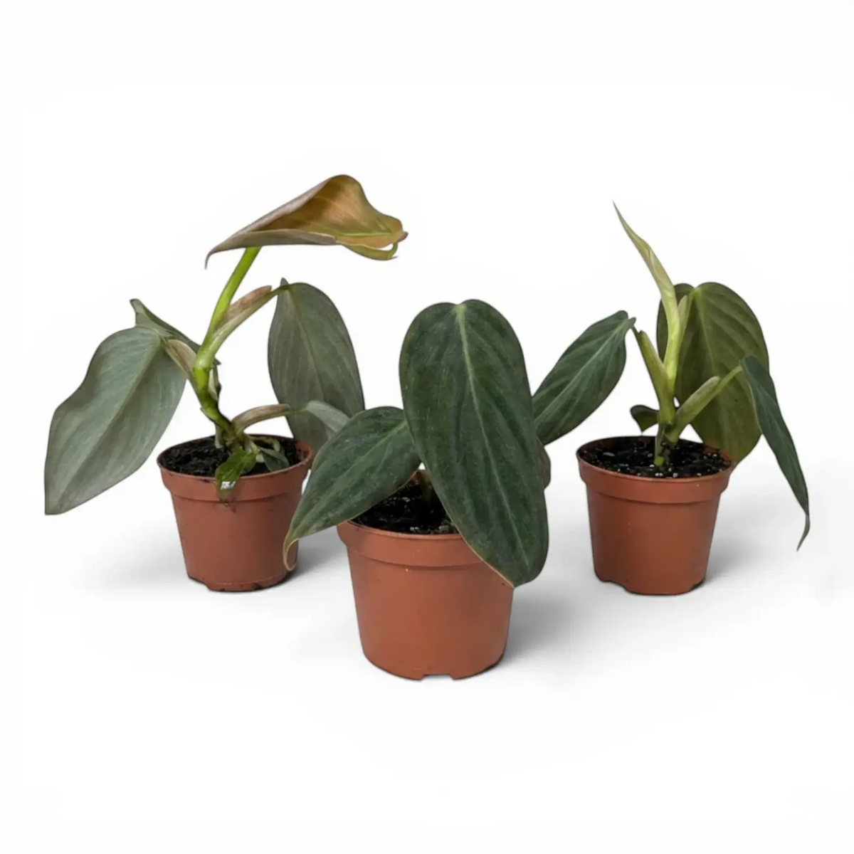 Three Philodendron gigas baby plants in nursery pots.