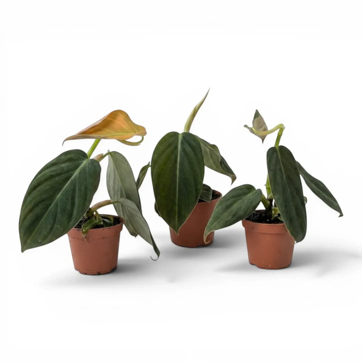 Three Philodendron gigas baby plants in nursery pots.