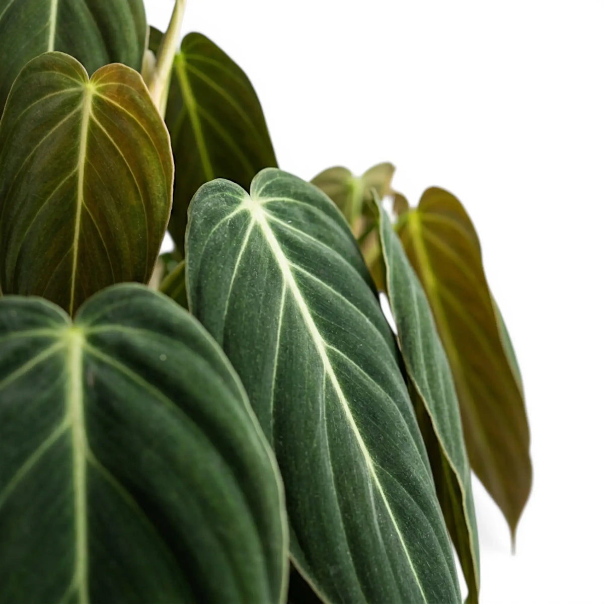 Close-up of Philodendron gigas leaves.