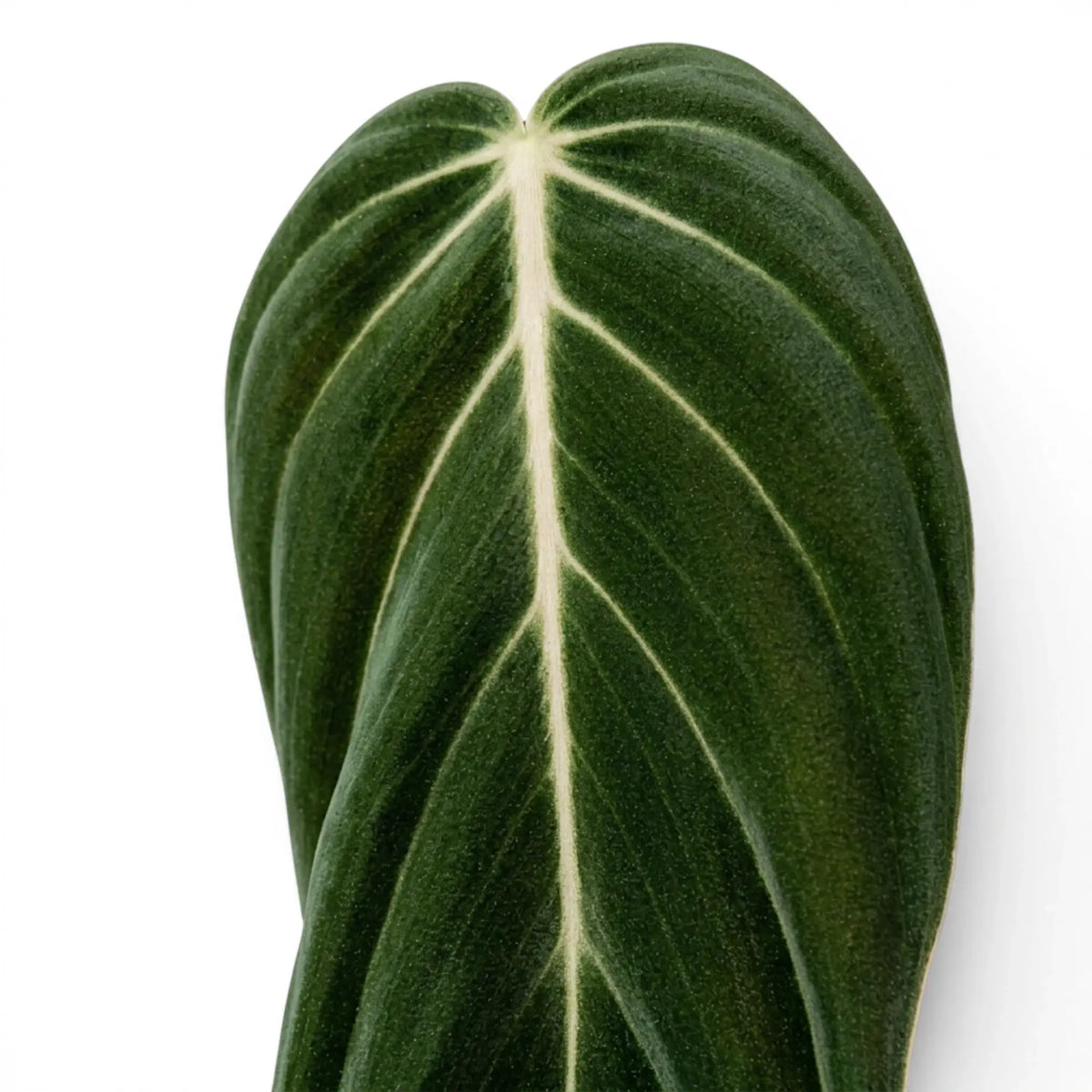 Close-up of Philodendron gigas leaves.