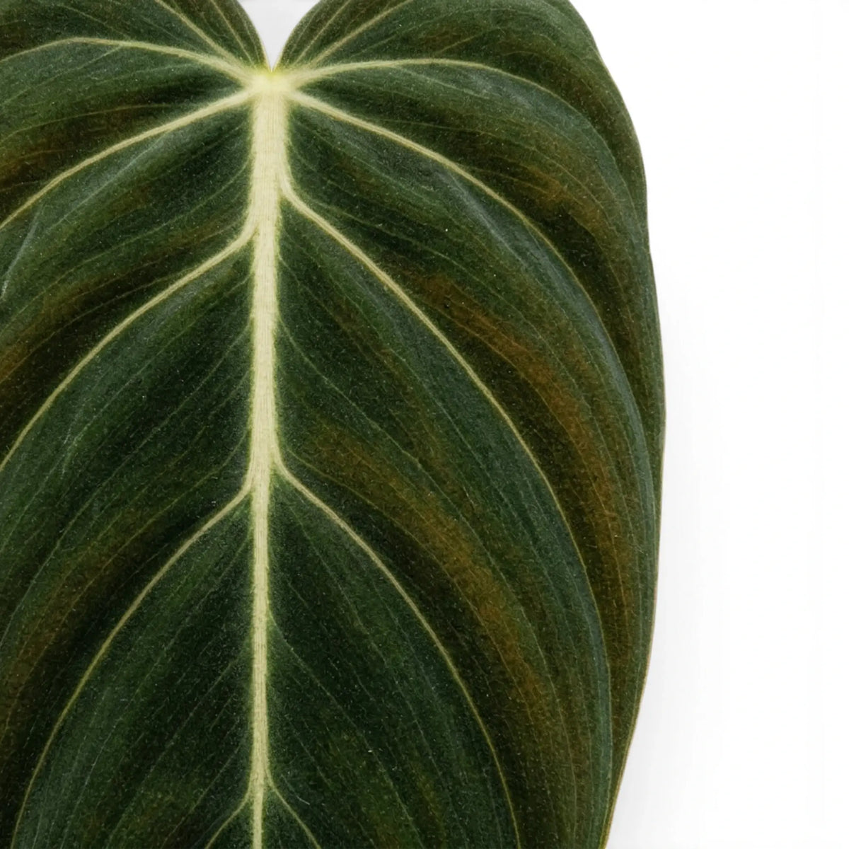 Close-up of Philodendron gigas leaves.