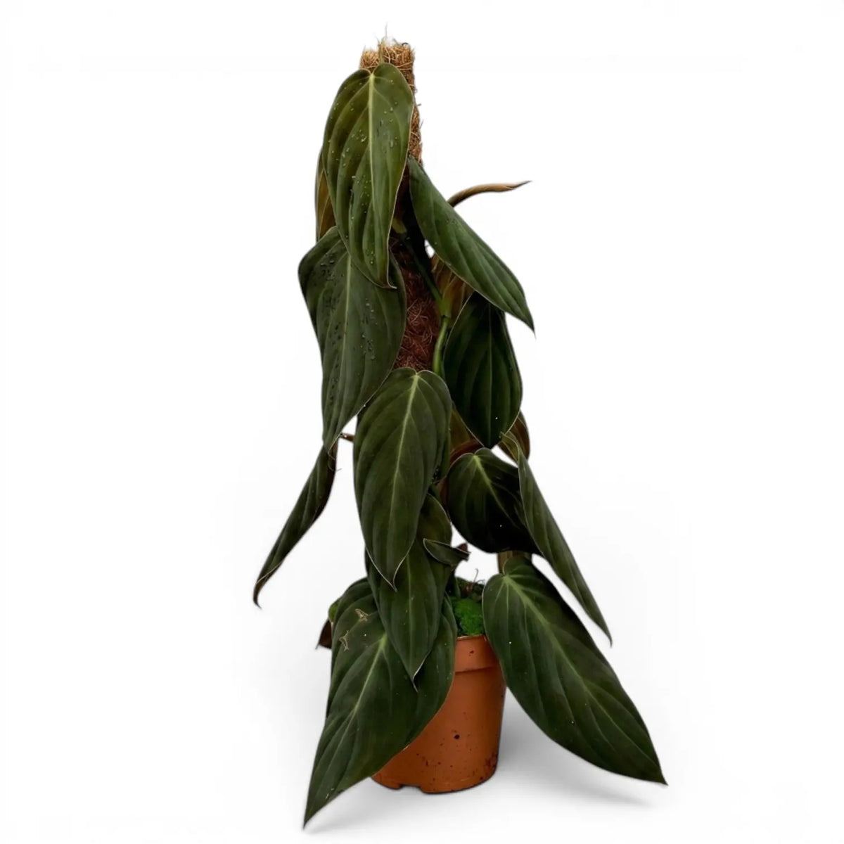 Philodendron gigas large plant.