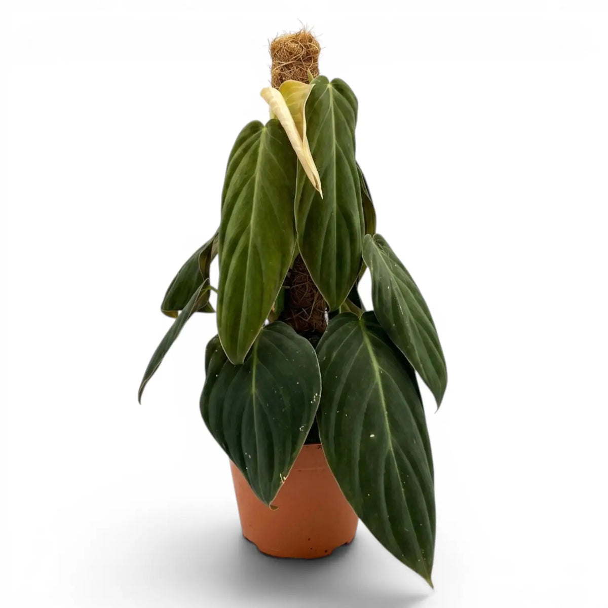 Philodendron gigas large plant.