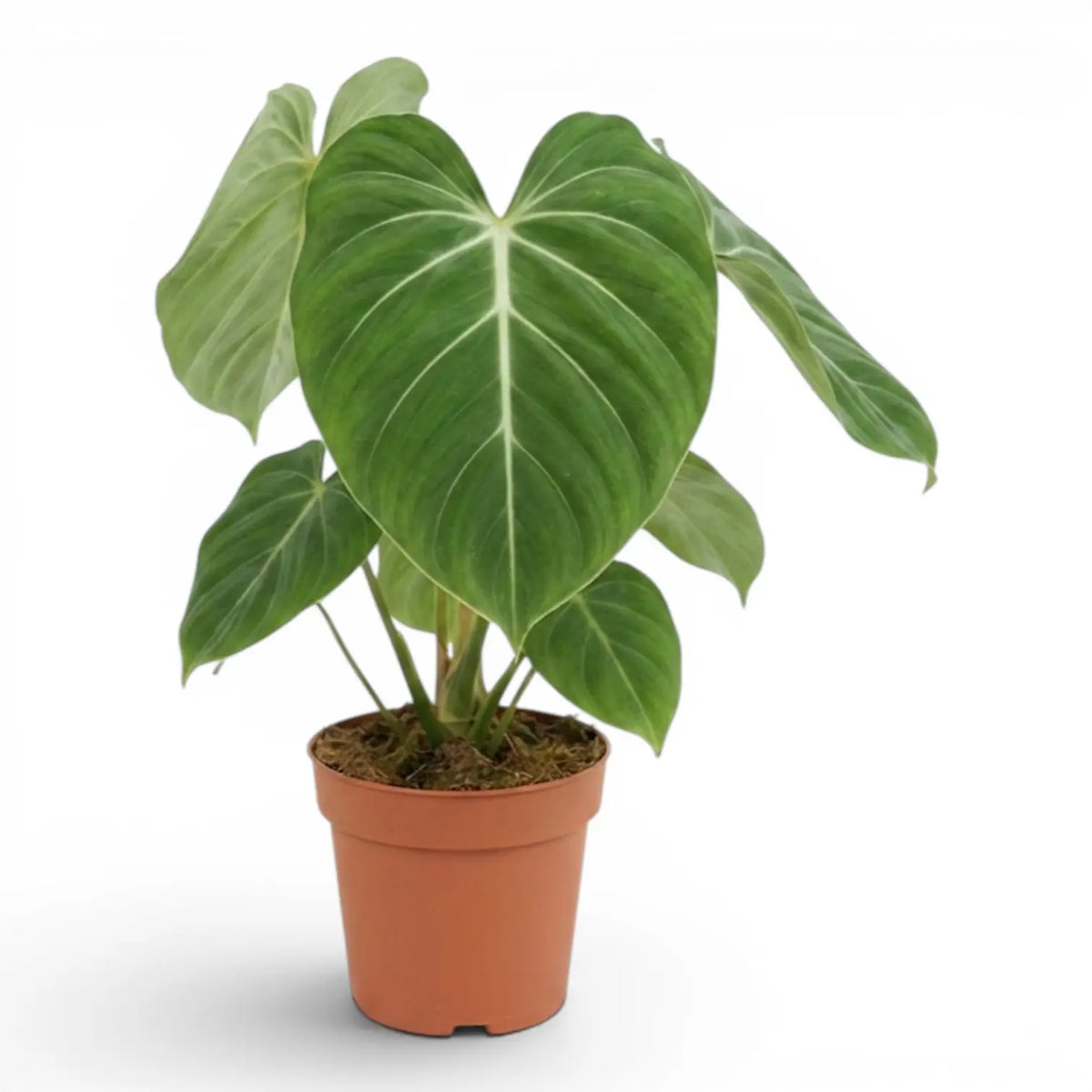 Philodendron gloriosum plant in a nursery pot