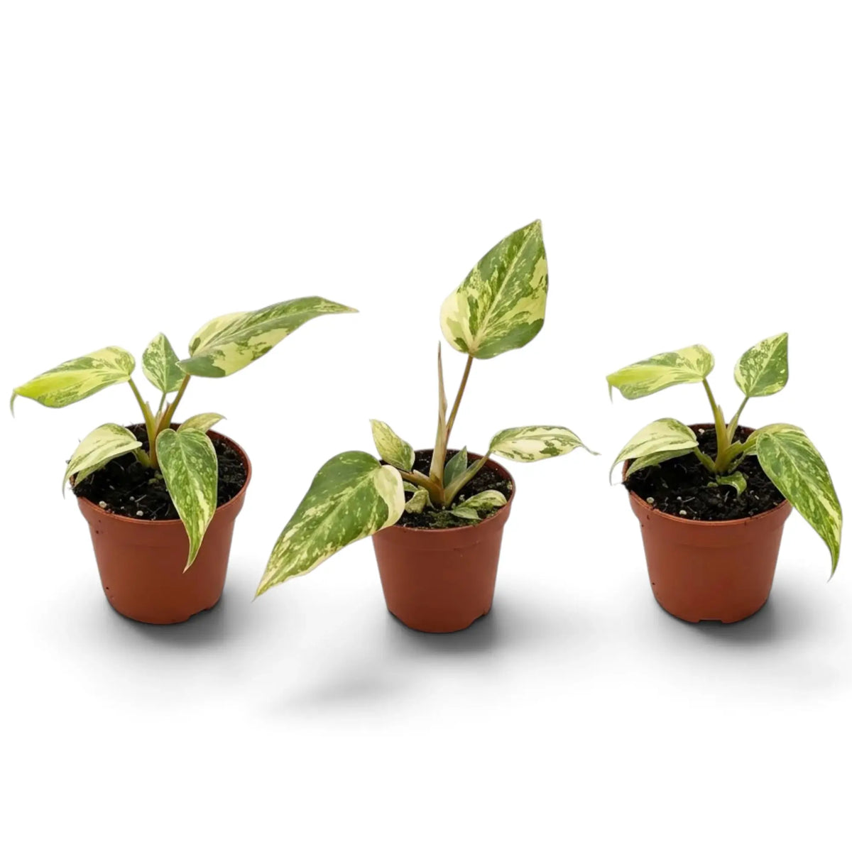 Philodendron gloriosum variegata baby plant with velvet leaves and irregular pale variegation