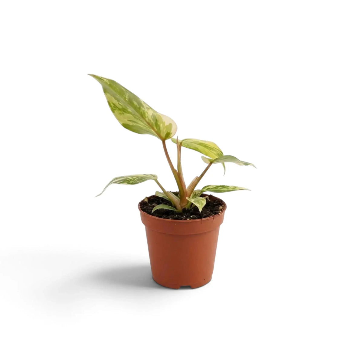 Philodendron gloriosum variegata baby plant with velvet leaves and irregular pale variegation
