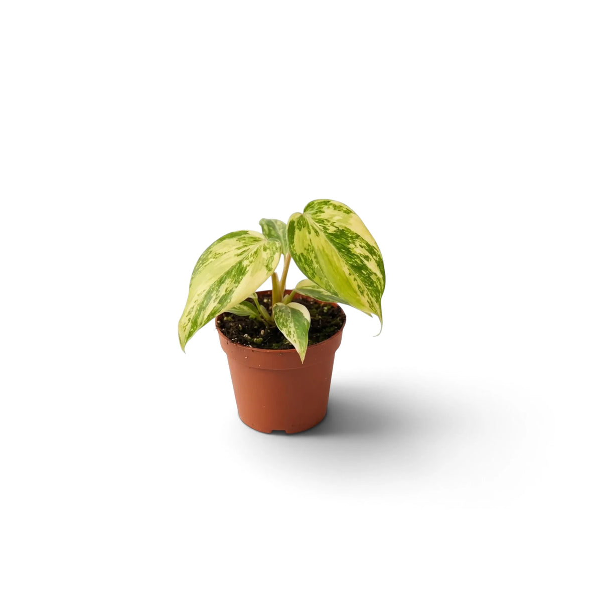 Philodendron gloriosum variegata baby plant with velvet leaves and irregular pale variegation
