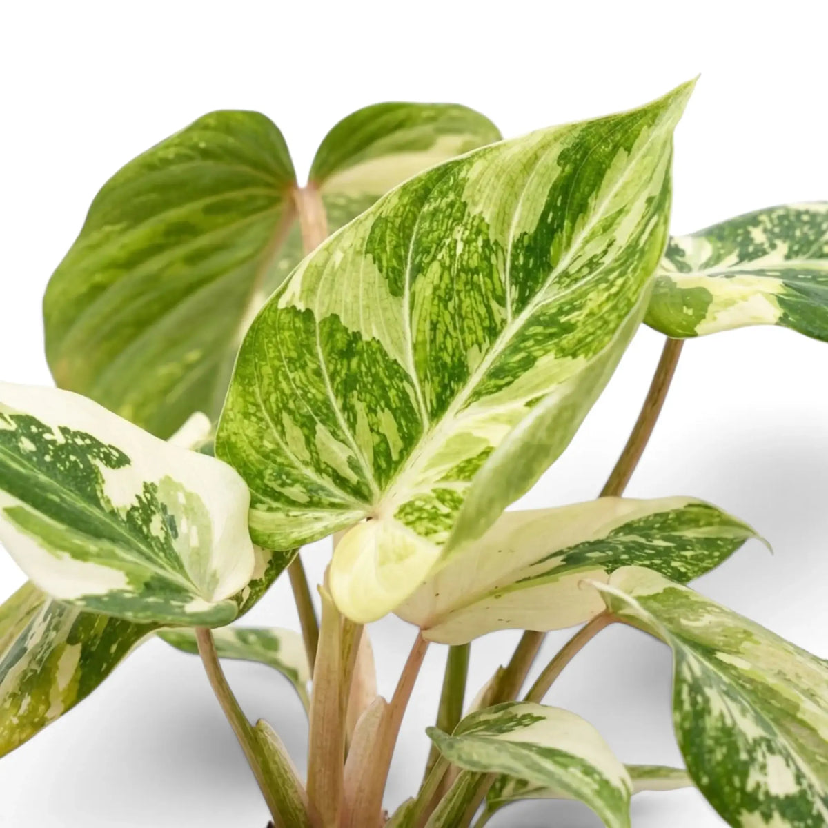 Velvet heart-shaped leaf of Philodendron gloriosum variegata with irregular pale variegation